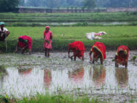 असार १५ः धनुषामा उत्साहका साथ मनाइयो रोपाइँ महोत्सव (तस्विरहरू)