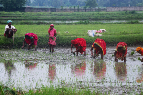 असार १५ः धनुषामा उत्साहका साथ मनाइयो रोपाइँ महोत्सव (तस्विरहरू)