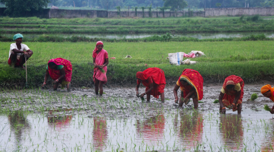 असार १५ः धनुषामा उत्साहका साथ मनाइयो रोपाइँ महोत्सव (तस्विरहरू)
