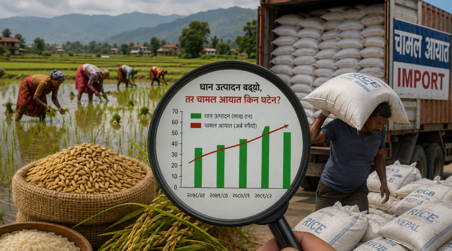 कागजमा रेकर्ड धान उत्पादन, बजारमा अर्बौंको आयात : तथ्यांक र यथार्थबीच ठूलो खाडल