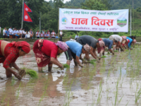 २३औँ राष्ट्रिय धान दिवस : उत्सवको माहोलमा किसान भने मल अभाव र समर्थन मूल्य कार्यान्वयनको चिन्तामा
