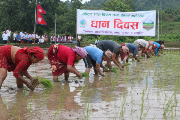 २३औँ राष्ट्रिय धान दिवस : उत्सवको माहोलमा किसान भने मल अभाव र समर्थन मूल्य कार्यान्वयनको चिन्तामा
