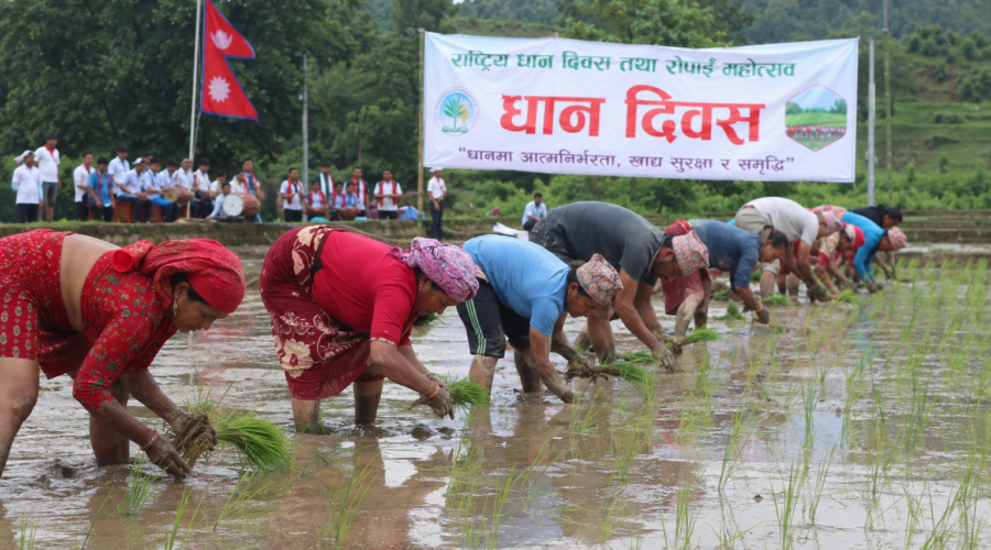 २३औँ राष्ट्रिय धान दिवस : उत्सवको माहोलमा किसान भने मल अभाव र समर्थन मूल्य कार्यान्वयनको चिन्तामा