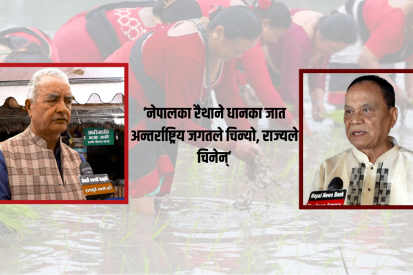 ‘भातमुखी’ नेपाल आयातित चामलमा निर्भर: धान उत्पादन बढाउने योजना कमजोर, रैथाने जात संकटमा