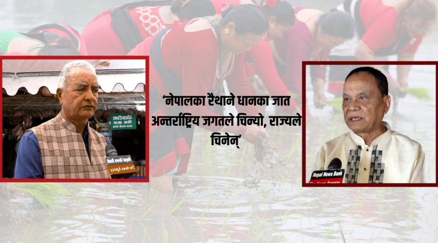 ‘भातमुखी’ नेपाल आयातित चामलमा निर्भर: धान उत्पादन बढाउने योजना कमजोर, रैथाने जात संकटमा