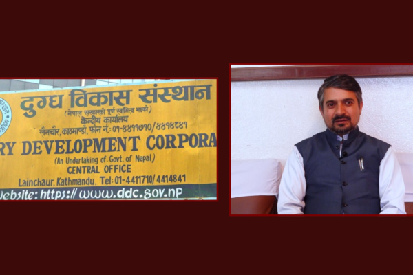 बालेनले याक चिज खाएपछि डीडीसीको बिक्री दोब्बर, अब आक्रामक ब्रान्डिङको तयारी