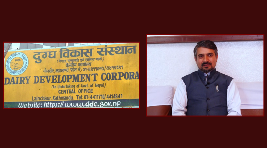 बालेनले याक चिज खाएपछि डीडीसीको बिक्री दोब्बर, अब आक्रामक ब्रान्डिङको तयारी