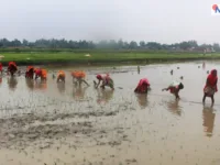देशभर २४.९ प्रतिशत धान रोपाइँ सम्पन्न, मनसुन ढिलो हुँदा गति सुस्त