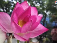 कमल खेतीले बदल्यो पूर्वी चीनको सुजाउको आर्थिक तस्बिर