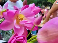 पूर्वी चीनको सुजोउमा कमल उद्योग फस्टाउँदै, दैनिक ६० हजार डलर कारोबार