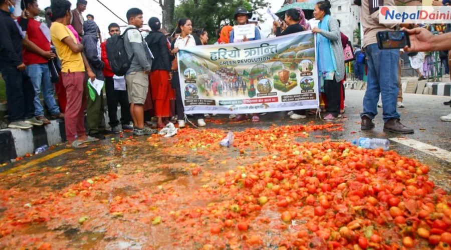 माइतीघरमा टमाटर किसानको आन्दोलन : मन्त्री गीता चौधरीको पहलमा कालीमाटीबाट उपत्यका बाहिर ढुवानी सुरु