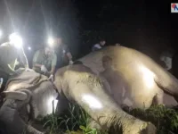ध्रुवे हात्तीलाई रेडियो कलर जडान: बस्तीमा आउनुअघि नै सूचना पाइने