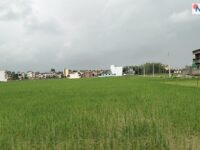 रासायनिक मलको अभावमै रोपाई गर्न बाध्य भए सूदूरपश्चिमका किसान