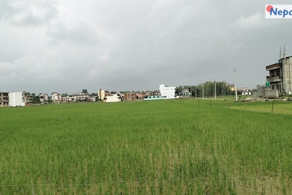 रासायनिक मलको अभावमै रोपाई गर्न बाध्य भए सूदूरपश्चिमका किसान