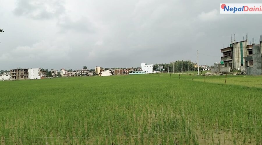 रासायनिक मलको अभावमै रोपाई गर्न बाध्य भए सूदूरपश्चिमका किसान
